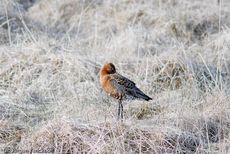 Uferschnepfe (1 von 6).jpg